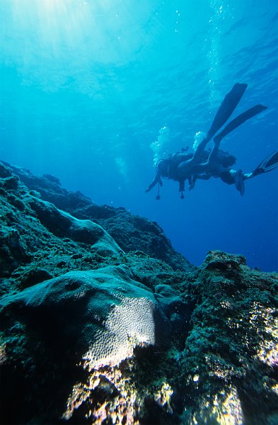 Reef Diving