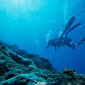 Reef Diving
