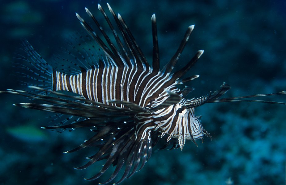 Lionfish