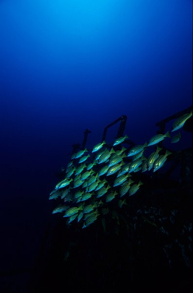 The Wreck of the Silver Star, Mauritius