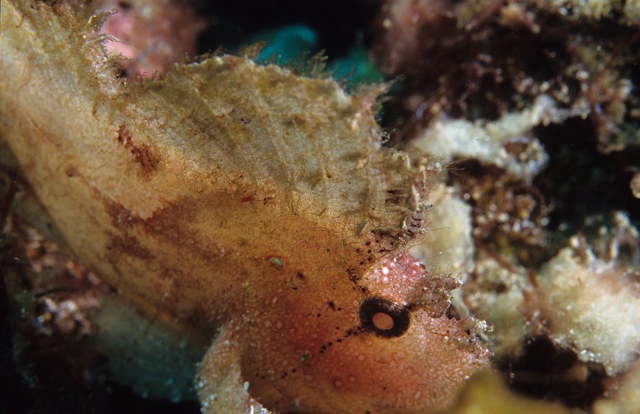 Scorpian Leaf fish