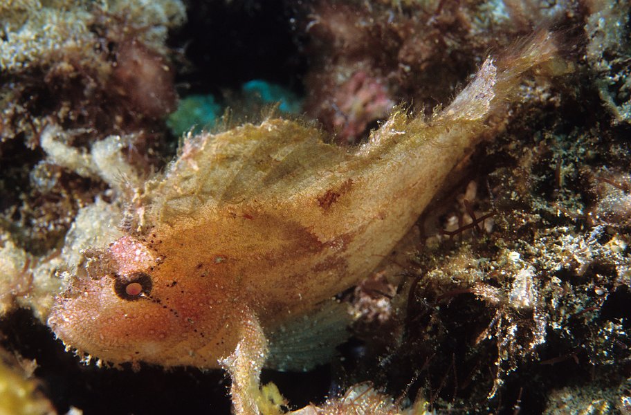 Scorpian Leaf fish