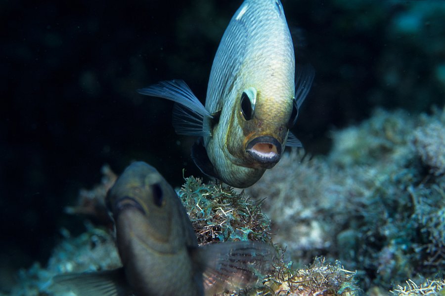 Courting fish