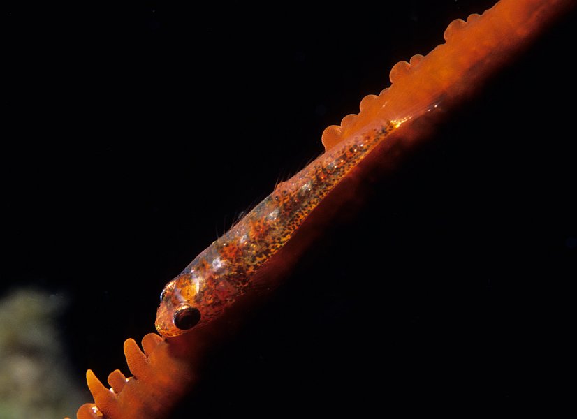 whip coral goby