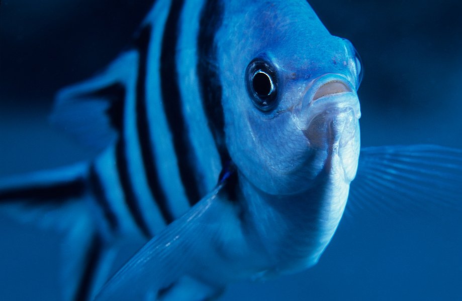 Scissor Tail Sergeant Fish