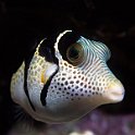 Black-Saddled Toby Puffer Fish
