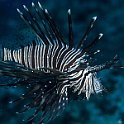 Lionfish