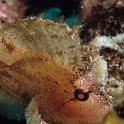 Scorpian Leaf fish