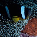 Clownfish with eggs