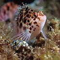 hawkfish and nudibranch