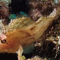 Scorpian Leaf fish