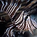 Lionfish