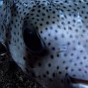 Porcupine fish