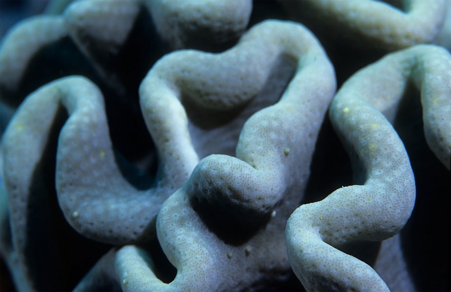 Coral Structure