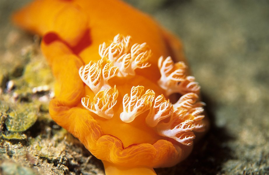 Spanish Dancer Nudibranch