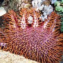 Destructive Crown of Thorns Star Fish