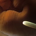 The mouth of an Anemone