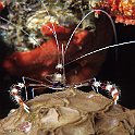 Cleaner shrimp