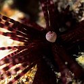 Sea Urchin