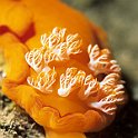 Spanish Dancer Nudibranch