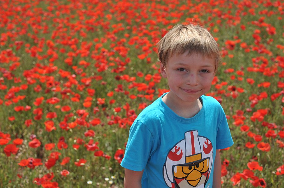 Poppy Field