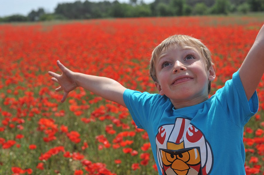 Poppy Field