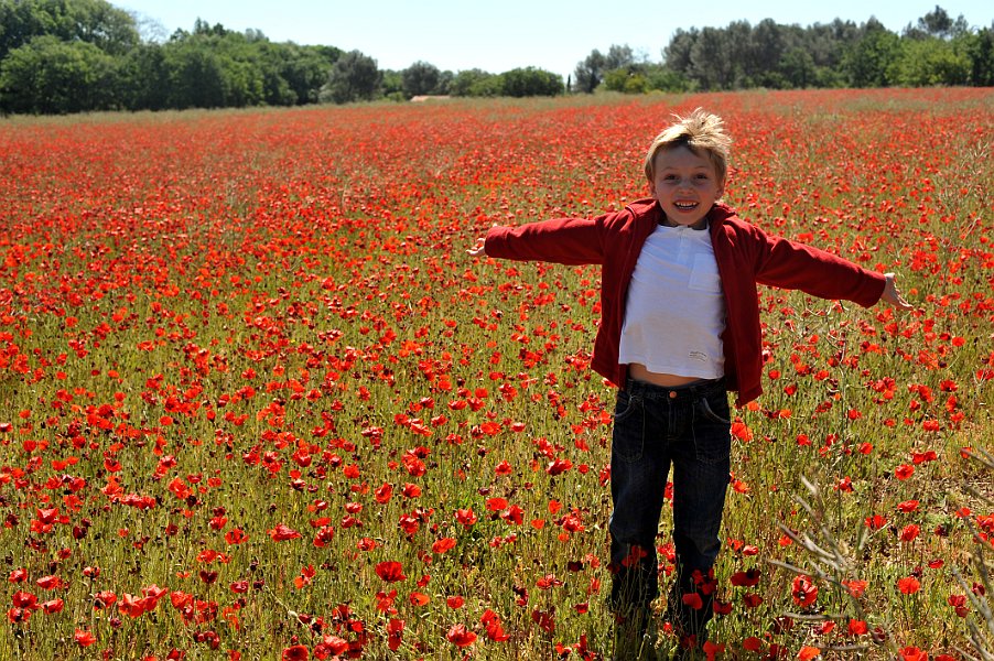 Poppy Field In Spring