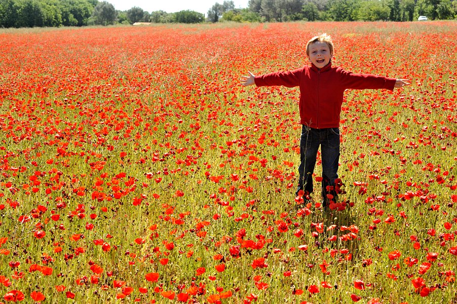 Poppy Field In Spring