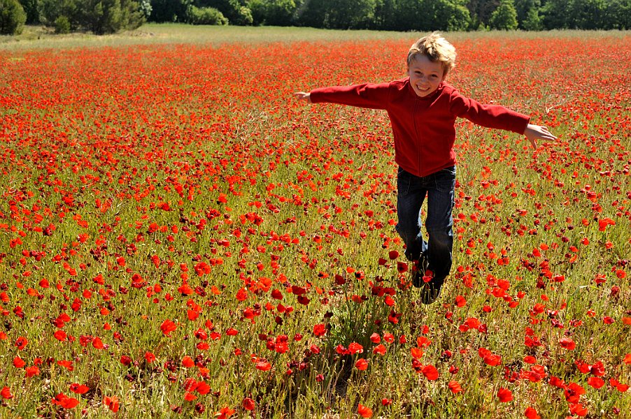 Poppy Field In Spring