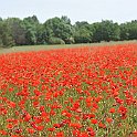 Poppy Field