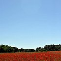 Poppy Field In Spring
