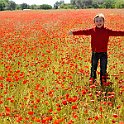 Poppy Field In Spring