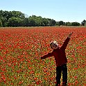 Poppy Field In Spring