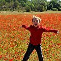 Poppy Field In Spring
