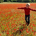 Poppy Field In Spring