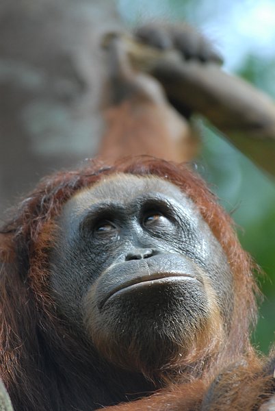 Orang Utan