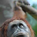 Orang Utan
