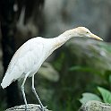 Egret