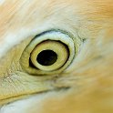 Eye of a Bird