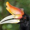 Hornbill
