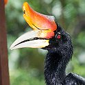 Hornbill