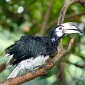 Hornbill