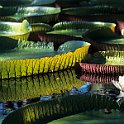 Giant Amazon water lily
