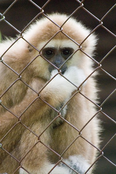 Rahabilitate a Gibbon