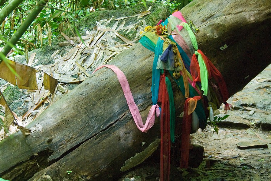 Trees with ribbons on