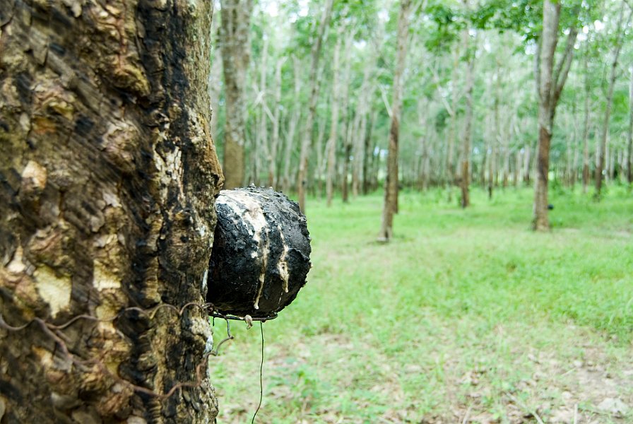 Rubber Sap
