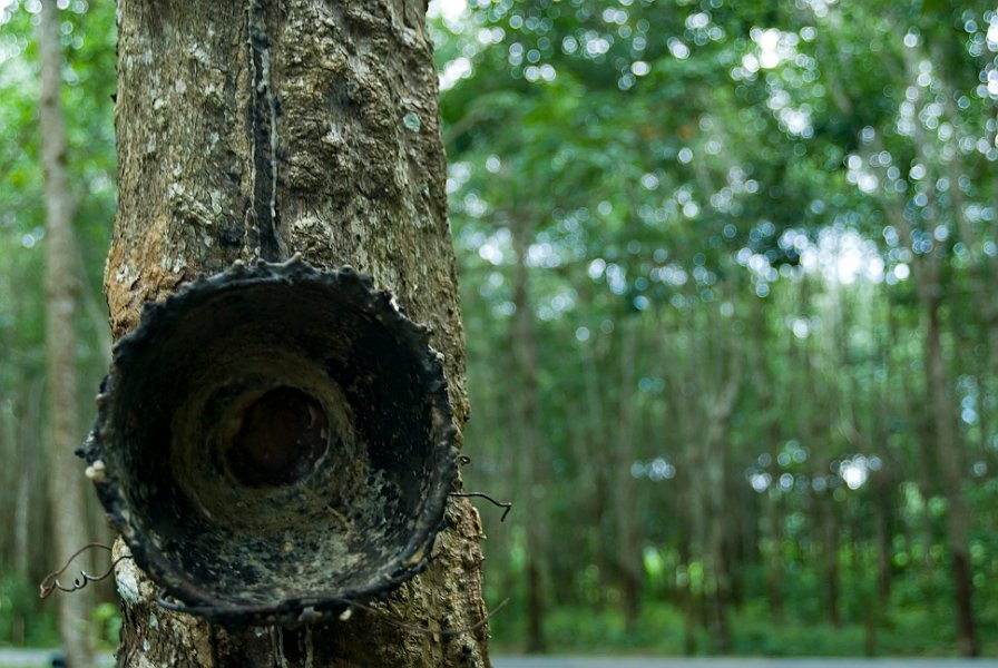Rubber Sap