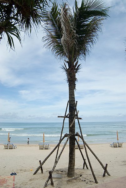 Replanted Trees on Tsunami hit beach