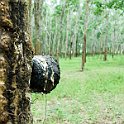 Rubber Sap