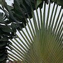 travellers palm